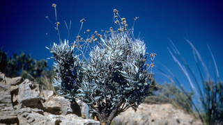 Why Rubber Companies Suddenly Care About This Obscure Desert Shrub